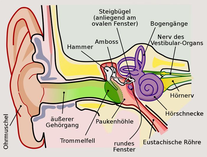 Funktion Gehör
