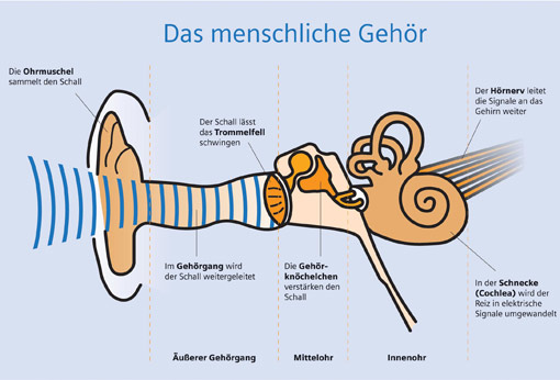 Menschliches Gehör