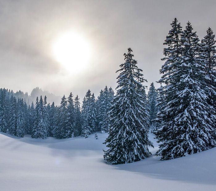 Winterwald