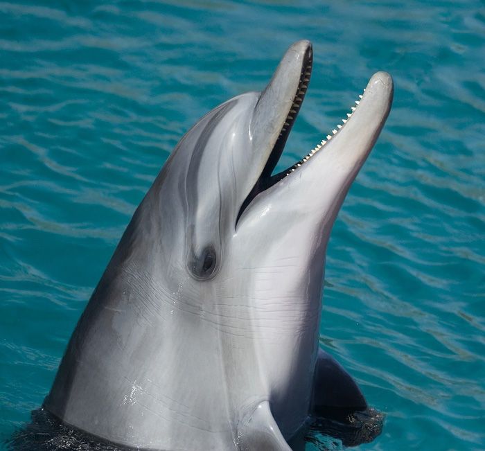 Delfin Ohr