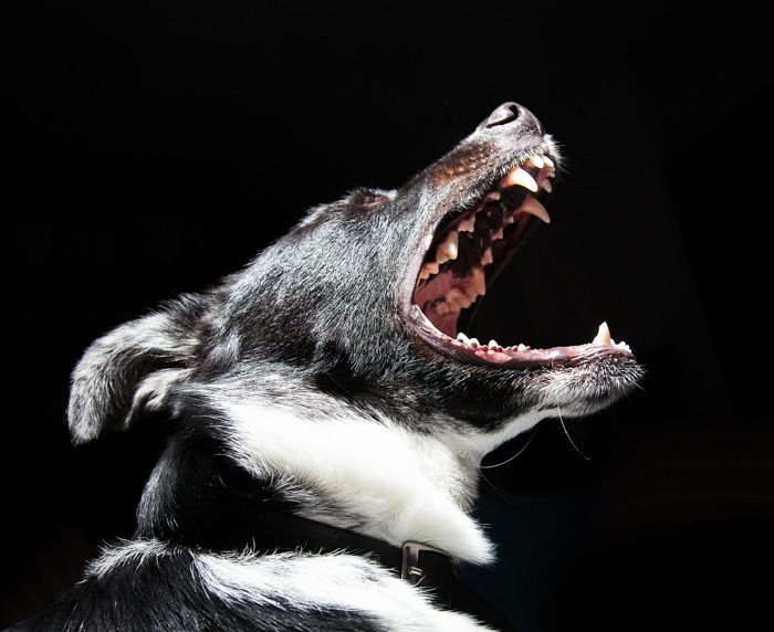 Bellende Hunde