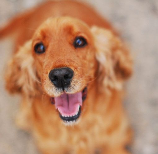 Cocker Spaniel