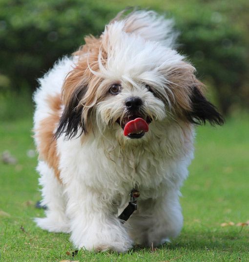 Gehörlosenhund