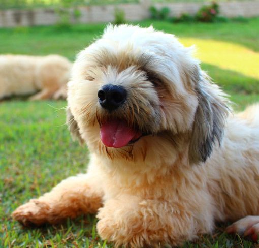 lhasa apsos