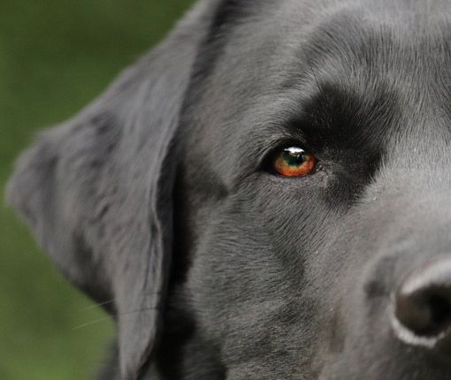 Hunde für Gehörlose und Schwerhörige